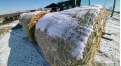 Remove ALL the woven net wrap on frozen corn stalk bales